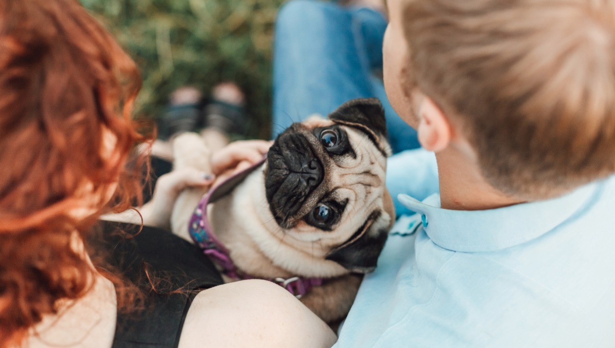 Tener una mascota en México puede costar hasta $30 mil pesos al año