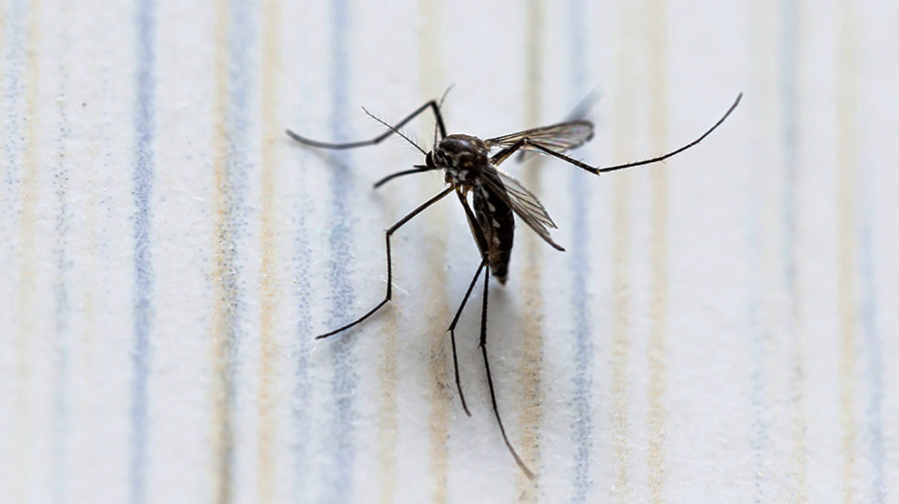 Registra 2 muertes por dengue en Chiapas 