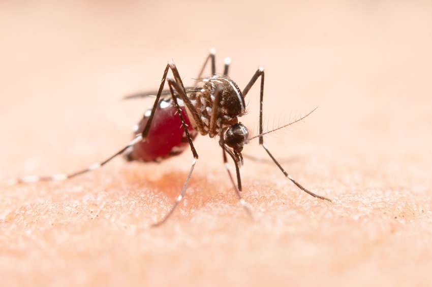 Presencia de dengue en México: Cerca de 4 mil casos de dengue a nivel nacional en lo que va del año 