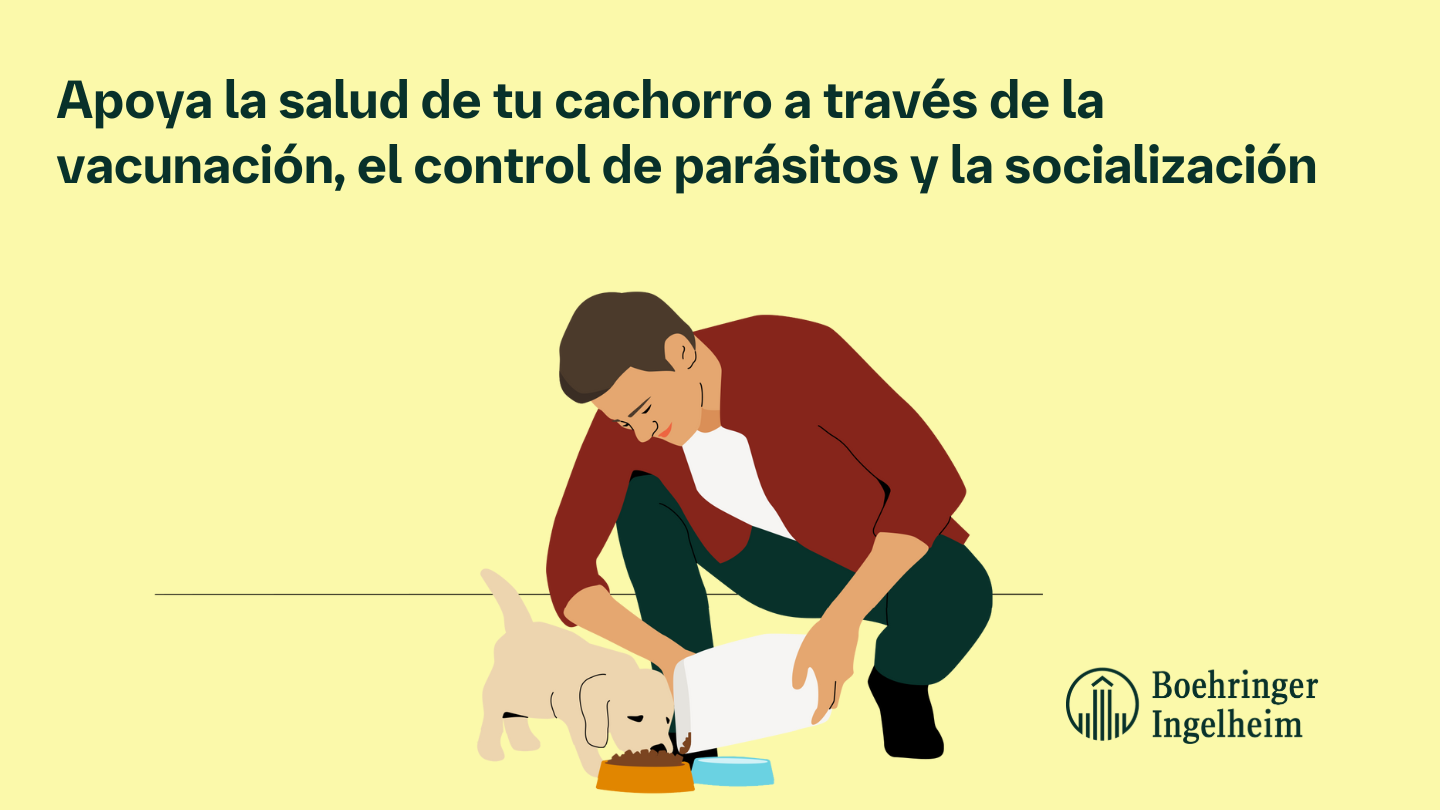 26 de agosto Día del Perro: cuidemos su salud en cada etapa de la vida 