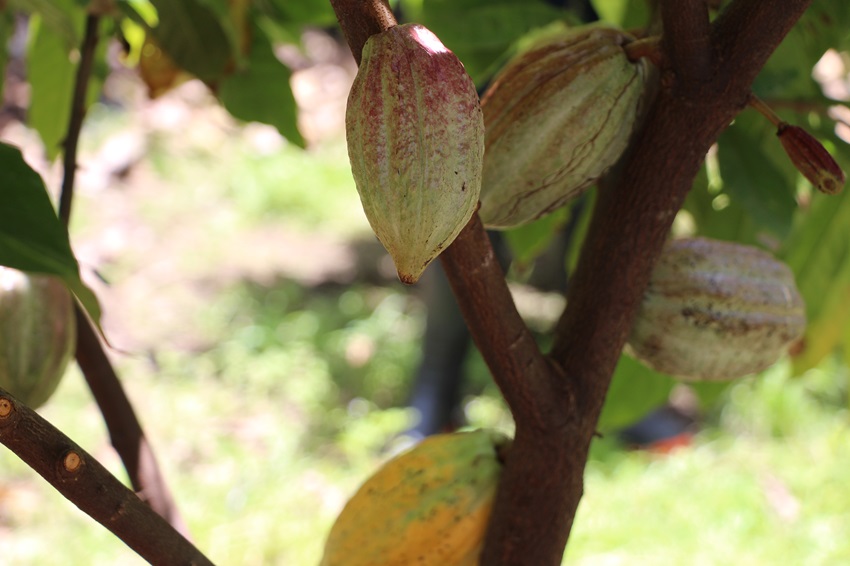 Ferrero por el Campo Fortalece su compromiso en Chiapas 