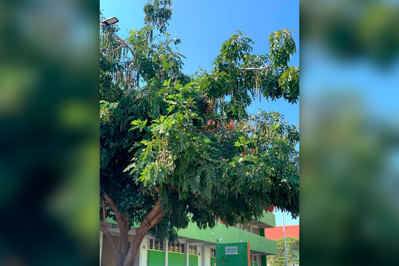 Aplican en la UNICACH nanotecnología para acelerar germinación de semillas