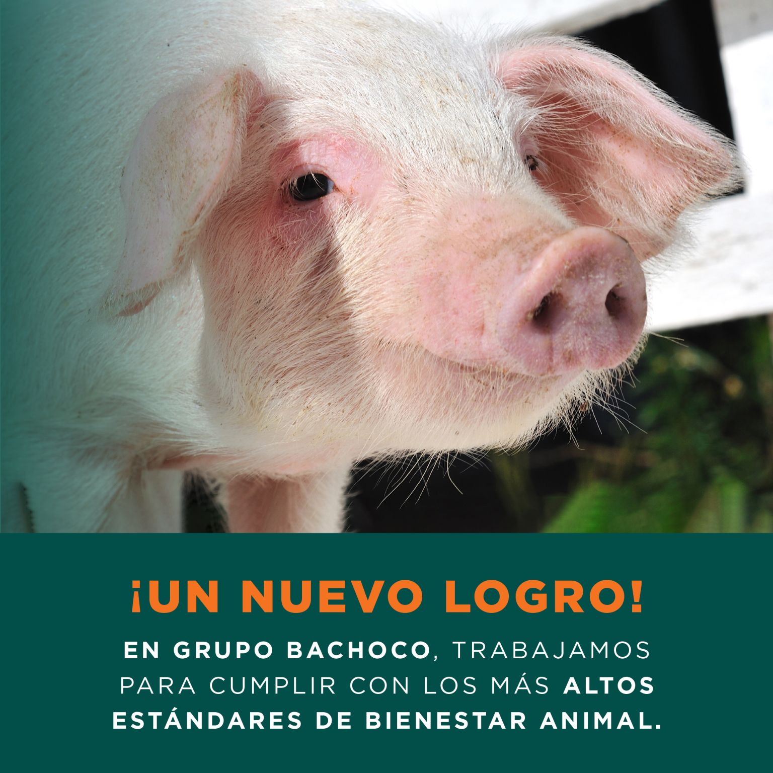 Bachoco logra certificaciones clave para exportar a California