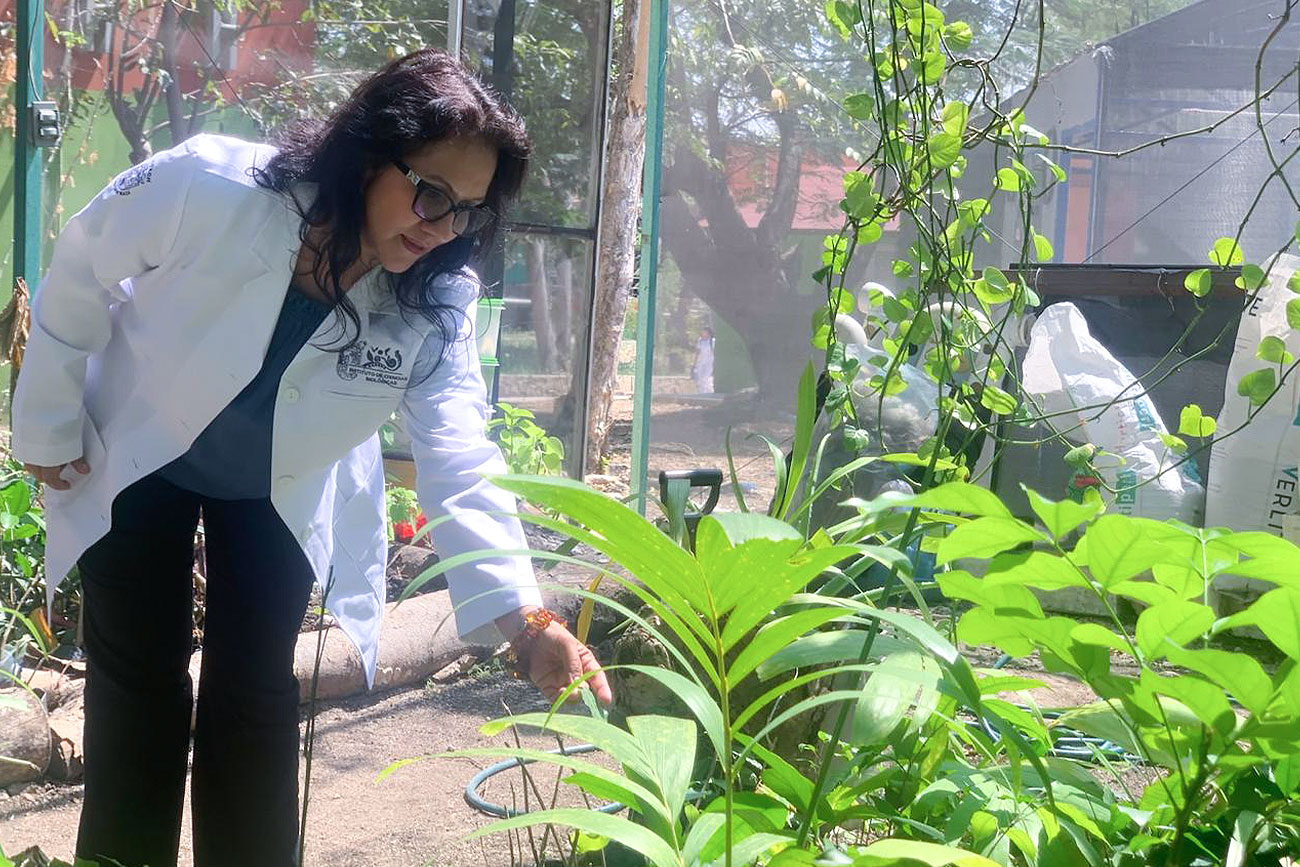 UNICACH y Operación Bendición reforestarán áreas de Berriozábal, Jiquipilas y Ocozocuautla