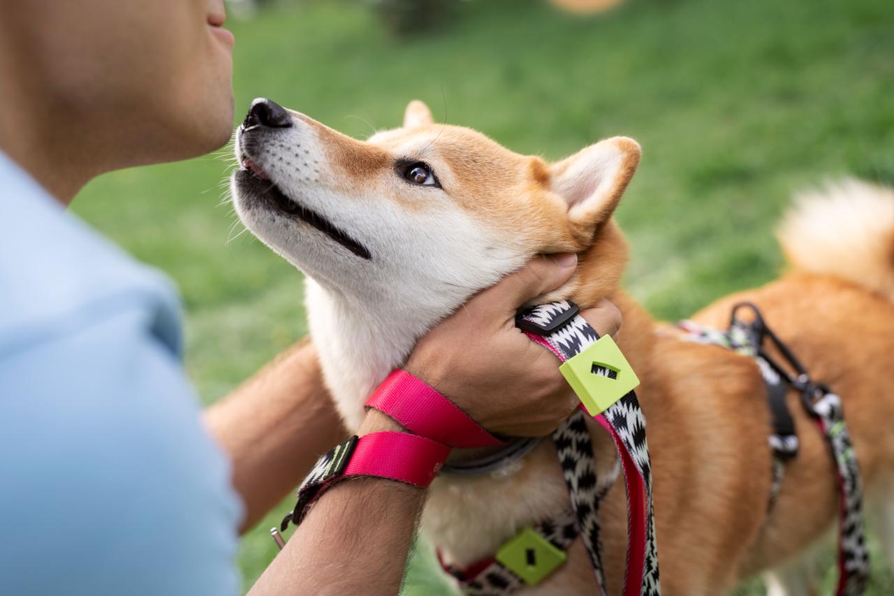 Expertos internacionales actualizan recomendaciones de vacunación para perros y gatos: las vacunas esenciales pueden brindar protección de hasta tres años