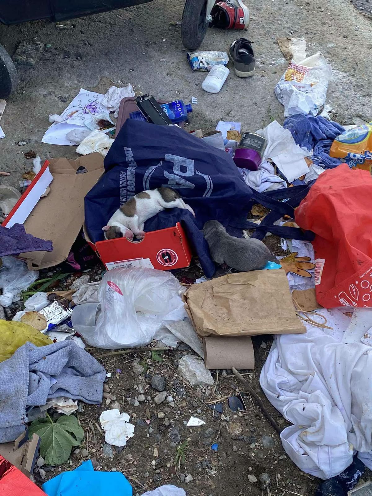 En Tuxtla, “tiran” a 4 cachorros en la basura