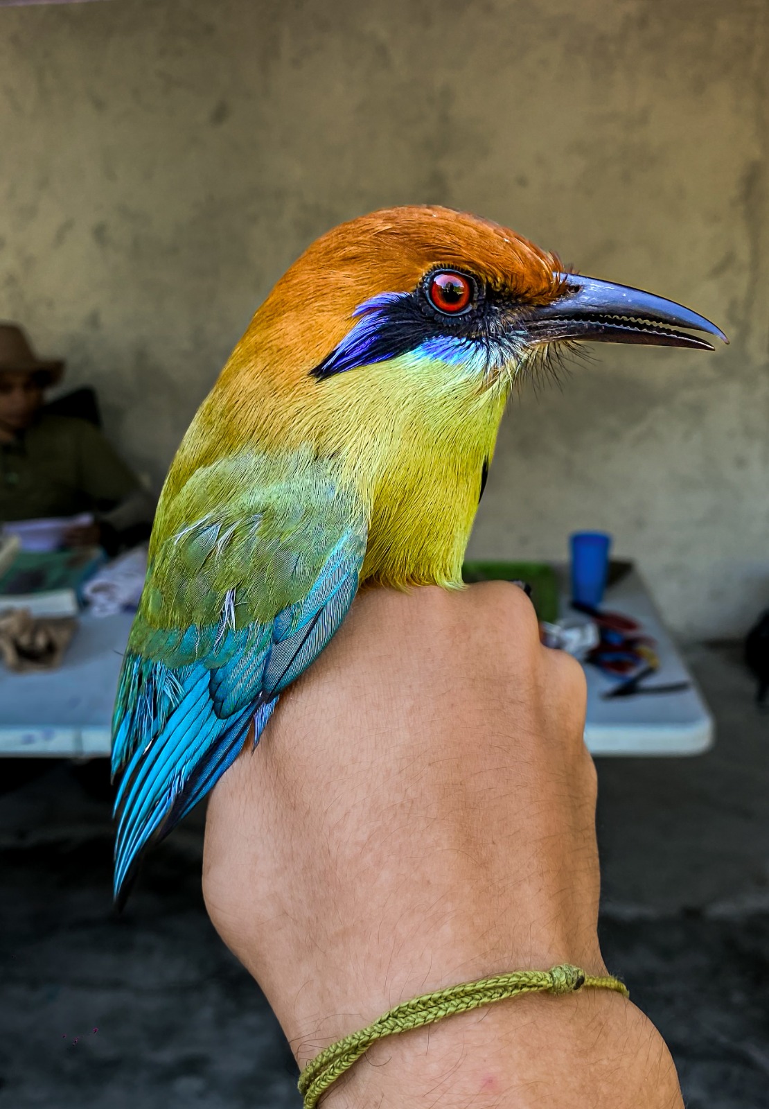 Tuxtla Gutiérrez, una ciudad amigable para las aves